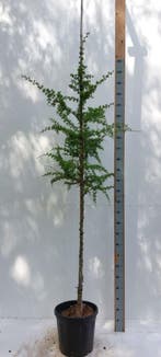 Larix kaempferi hoogstam 8/10