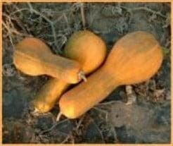 Tambura Butternut Pompoen 50 zaden, Ophalen of Verzenden, Nieuw