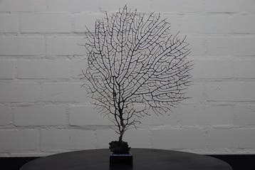 Fine Gorgonian Sea Fan / zeewaaier op houten sokkel