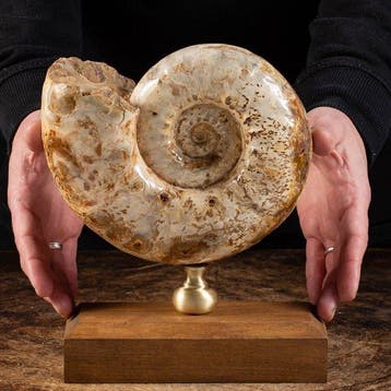 Ammoniet Douvilleiceras op Design Base - Fossiel fragment -, Nieuw