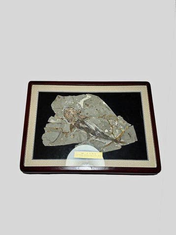 Voortreffelijke vis - Gefossiliseerd dier - Sundaichthys