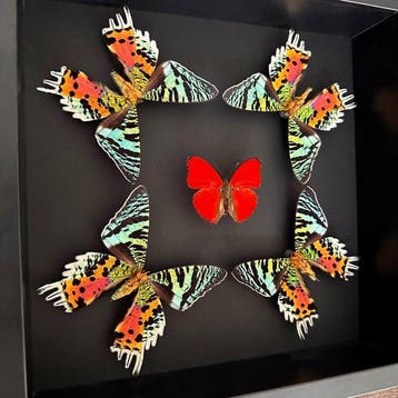 Vlinder Taxidermie volledige montage - Cymothoe Sangaris -