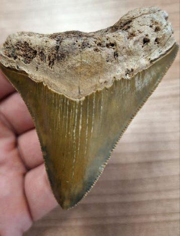 Megalodon - Fossiele tand - 6.6 cm - 5.5 cm