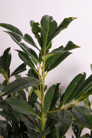 Laurier Caucasica | Hoge wintergroene haag, Verzenden, Laurier, Haag, 100 tot 250 cm