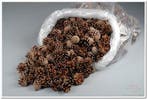 Dennenappel Silvester ca. 5 kg, Hobby en Vrije tijd, Knutselen, Ophalen of Verzenden, Nieuw