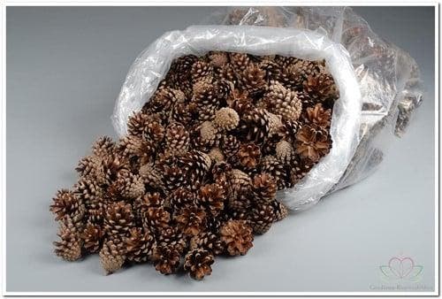 Dennenappel Silvester ca. 5 kg, Hobby en Vrije tijd, Knutselen, Nieuw, Ophalen of Verzenden