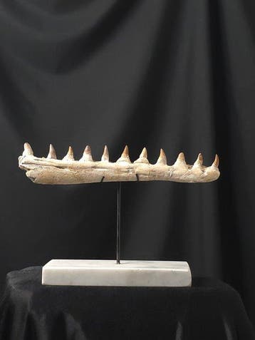 Mosasaurus - Fossiele tand - Mosasaur jaw from Morocco with