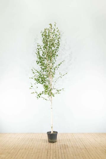 Betula utilis Doorenbos hoogstam 4/6 (spil)