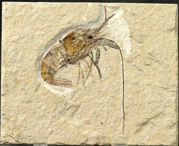 Prachtigste fossiele garnaal op steen - - Gefossiliseerd