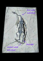 Keichousaurus Overlappend Groepsfossiel - Gefossiliseerd