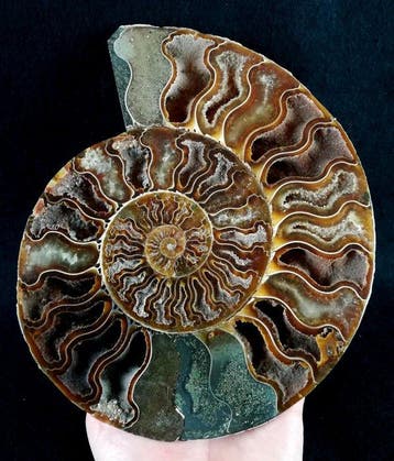 Ammoniet - Gefossiliseerd dier - Aioloceras (Cleoniceras)