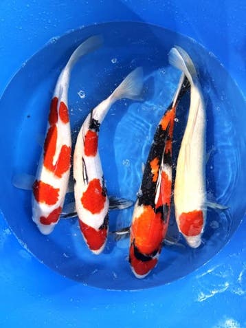 Hirasawa Marusei 45-55cm (Japanse Koi), Karper of Koi