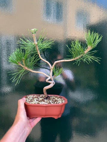 Den bonsai (Pinus) - Hoogte (boom): 31 cm - Diepte (boom):