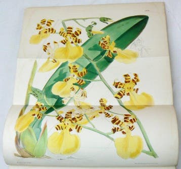 Joseph Dalton Hooker - Curtiss Botanical Magazine;