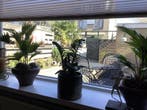 Te huur: Appartement Mauritslaan in Poeldijk, Poeldijk, Appartement, Zuid-Holland