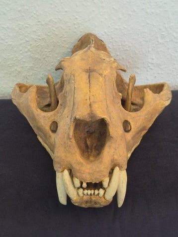 Bengaalse tijger Taxidermie replica montage - Panthera