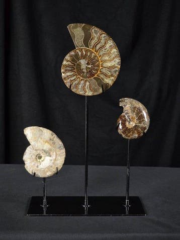 Ammoniet - Gefossiliseerd dier - 3 Ammonite Fossils on