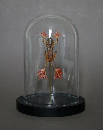 Kikker Taxidermie volledige montage - Racophorus pardalis -, Antiek en Kunst, Curiosa en Brocante