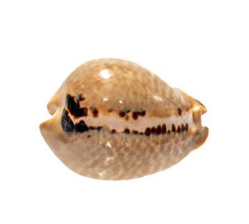 Muracypraea mus - Zeldzame muis-schelp - Uitzonderlijk, Nieuw
