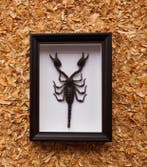 Schorpioen Taxidermie volledige montage - Scorpion, Antiek en Kunst, Curiosa en Brocante