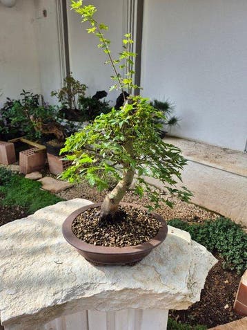 Bonsai van Acer palmatum Deshojo - Hoogte (boom): 38 cm -