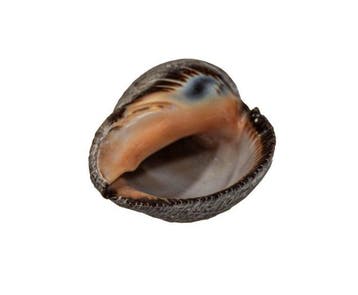 Klassieker uit de malakologie: stevige schelp van Purpura, Nieuw