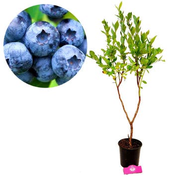 Blauwe Bes Jersey + Pot 17cm, Tuin en Terras, Verzenden, Halfschaduw