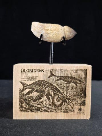 Fossiele tand - Globidens (Zonder minimumprijs), Verzamelen