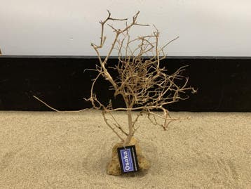 Osaka Bonsai Tree nr 11 - 30x15x40cm - aquascaping boom, Ophalen of Verzenden, Nieuw, Plant(en), Steen of Hout