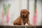 Cockapoo pups - Belgische fokker, Parvo, België, 8 tot 15 weken, Meerdere