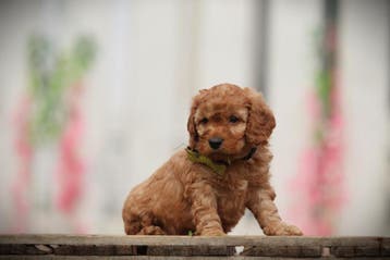 Cockapoo pups - Belgische fokker, Dieren en Toebehoren, Honden | Niet-rashonden, Parvo, België, 8 tot 15 weken, Meerdere