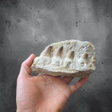Mosasaurus - Fossiele tand - 13.5 cm - 7.5 cm (Zonder, Verzamelen