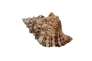 Reusachtige kikkerslak: Bursa bubo / Tutufa bufo (130 mm) –