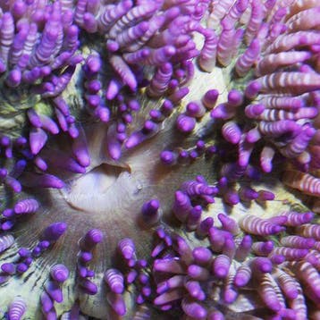 Heteractis Aurora (Paars), Dieren en Toebehoren, Ophalen of Verzenden, Nieuw
