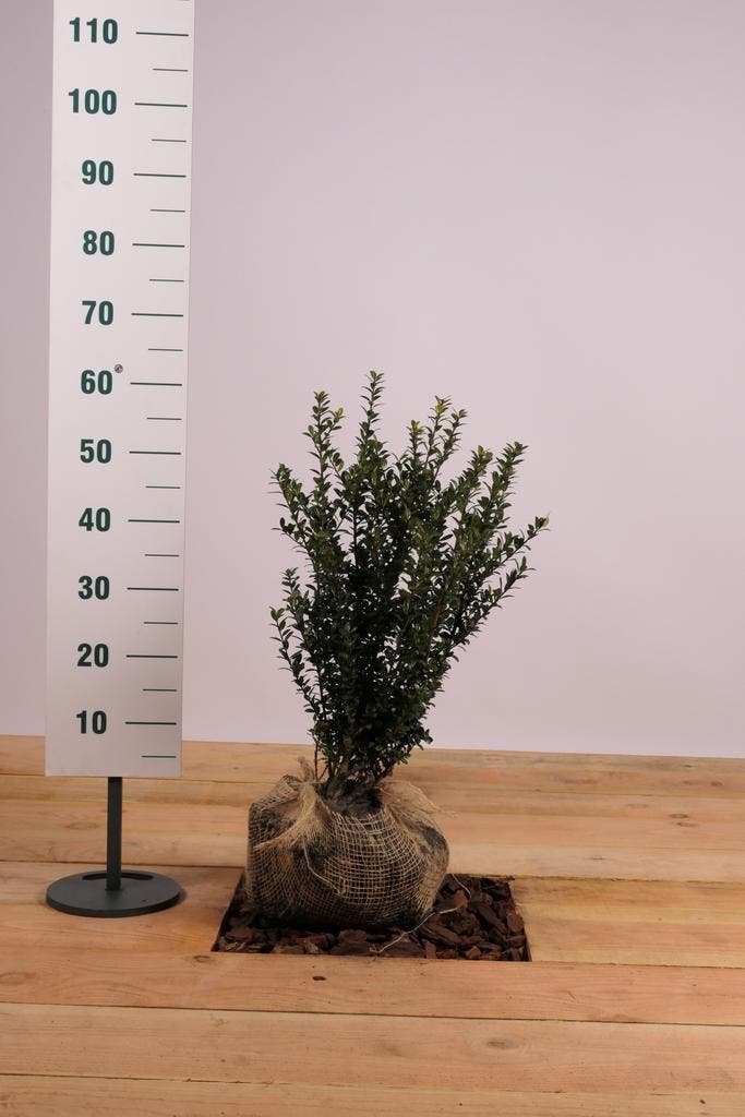 Japanse Hulst Caroline Upright/buxusvervanger 40t/m140cm, Tuin en Terras, Planten | Struiken en Hagen, Overige soorten, Haag, 100 tot 250 cm