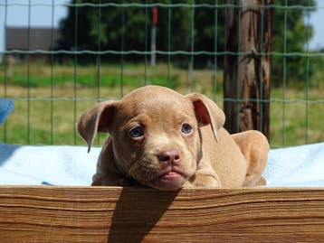 Old English Bulldog-pups! Beschikbaar, Parvo, Nederland, 8 tot 15 weken, Bulldog