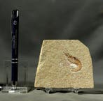 Een mooi bewaard gebleven fossiele garnalen uit Solnhofen