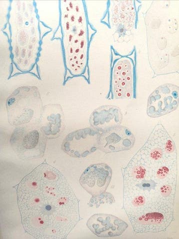 [Various] - Annales des Sciences Naturelles. Botany -, Antiek en Kunst