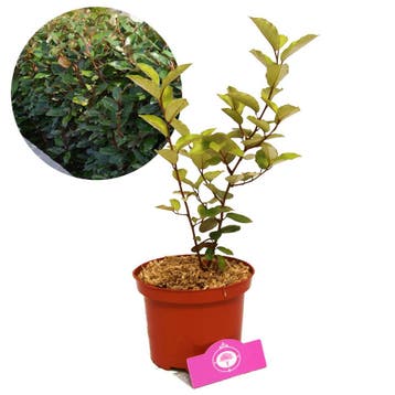 olijfwilg Elaeagnus Ebbingei + Pot 17cm, Verzenden