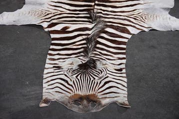 Plains Zebra Skin with Head Gewei - Equus quagga - 265 cm -, Nieuw