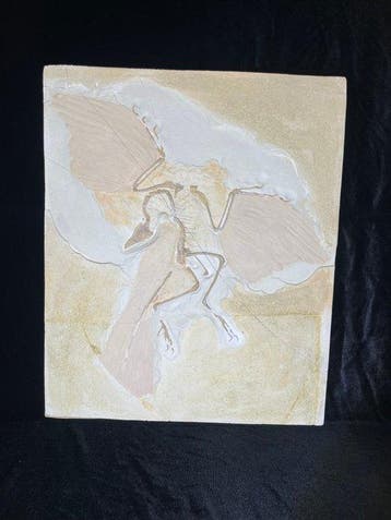 REPLICA - Fossiel skelet - Archaeopteryx - 49 cm - 40 cm