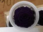Geconserveerde rozen Geprepareerd Paars M doos 12 stuks, Ophalen of Verzenden, Nieuw