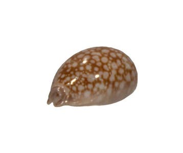 Geërodeerde Kauri: Cypraea erosa (41 mm) – uitzonderlijk, Nieuw