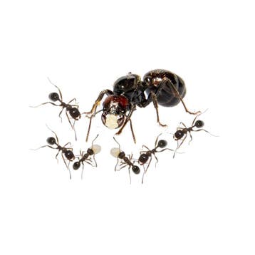 Messor barbarus kolonie, koningin en 10+ werksters, Dieren en Toebehoren