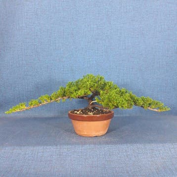 Jeneverbes bonsai (Juniperus) - Hoogte (boom): 12 cm -