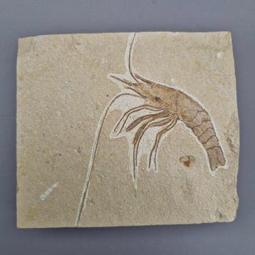 Fossiele garnaal - Gefossiliseerd dier - Carpopenaeus