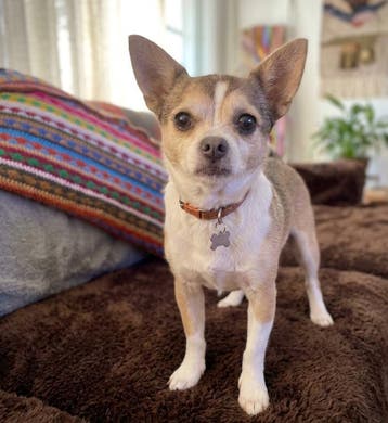 SAARTJE is een heel lief Chihuahua MIX teefje van 9 jr., Overige rassen, Geslacht onbekend, Meerdere, 3 tot 5 jaar