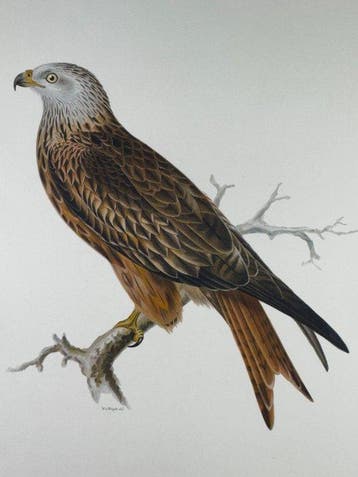 von Wright - Milvus milvus - Red Kite, Nieuw