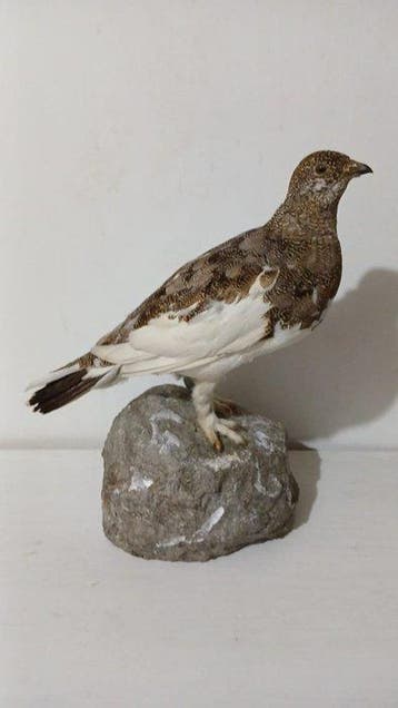 Noordse witte patrijs Taxidermie volledige montage - Lagopus, Nieuw