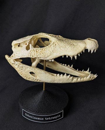 Dwergkrokodil Schedel - smallest existing crocodile species